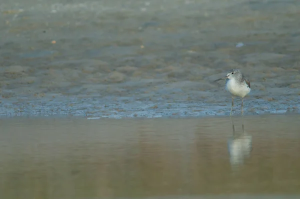 Nebularia Tringa w rzece Senegal. — Zdjęcie stockowe