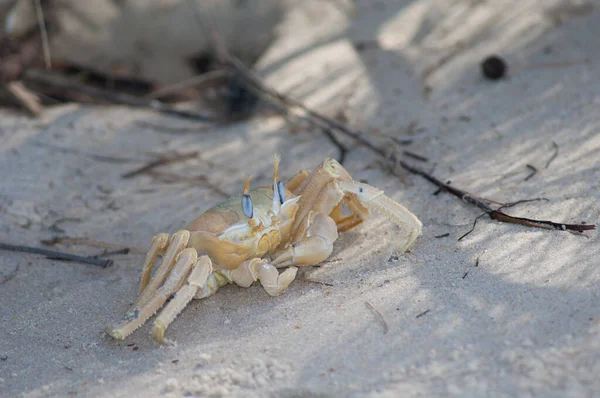 Ghost crab in the Langue de Barbarie National Park. — Stock fotografie
