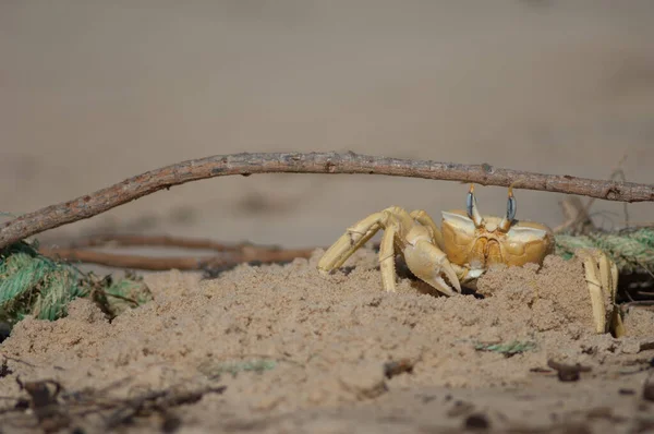 Ghost crab building a tunnel as refuge. — Photo