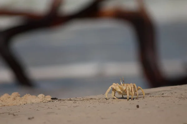 Ghost crab in the Langue de Barbarie National Park. — Stockfoto