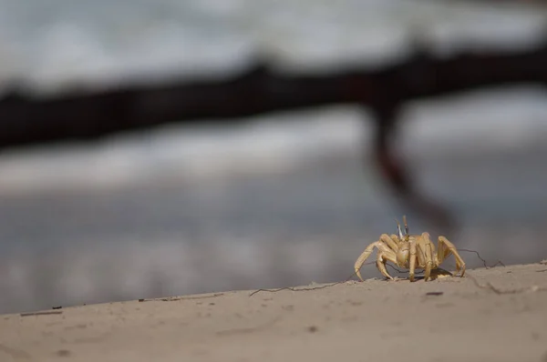 Ghost crab in the Langue de Barbarie National Park. — Stockfoto