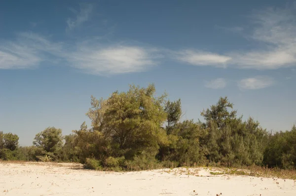 Barbarie Ulusal Parkı 'ndaki kum tepeleri ve ormanlar.