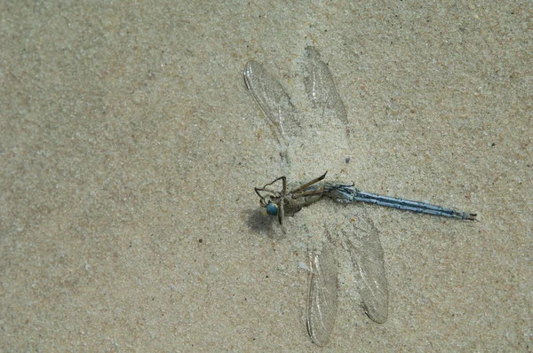 帝王蜻蜓的死人雄蜂. — 图库照片