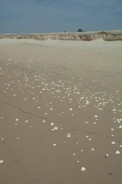 Shells on the sand of a beach. — Stok fotoğraf