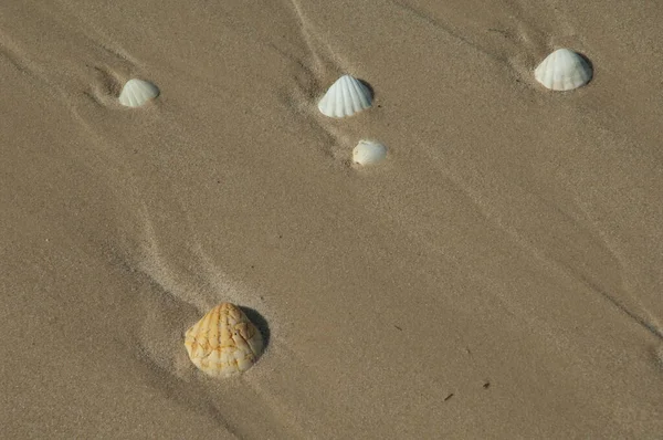 Muscheln von Muscheln im Sand eines Strandes. — Stockfoto