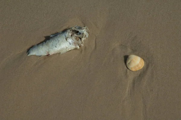 海滩上的死鱼和贝壳残骸. — 图库照片