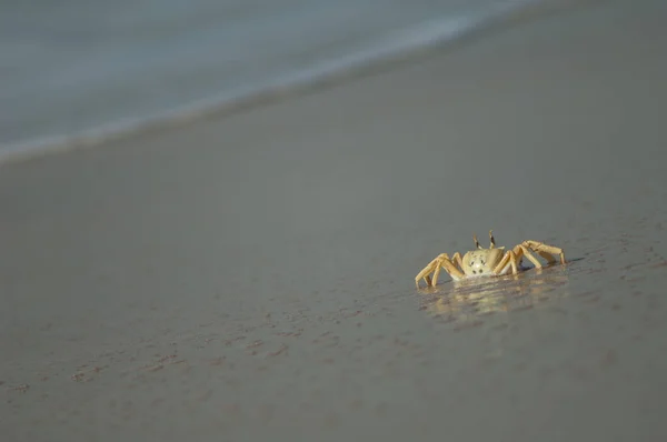 Ghost crab on the sand of a beach. — Stock Photo, Image