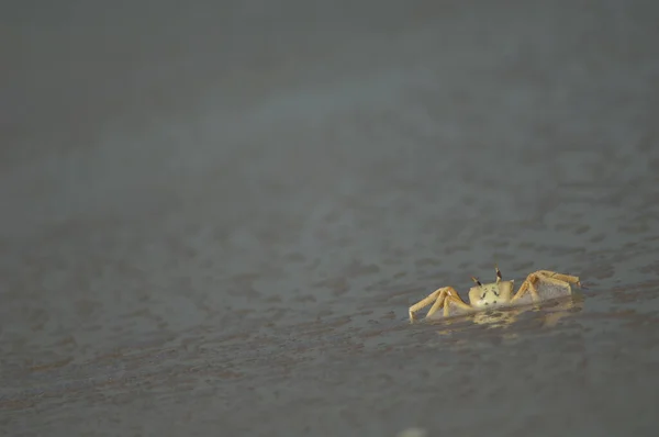 Ghost crab on the sand of a beach. — Φωτογραφία Αρχείου