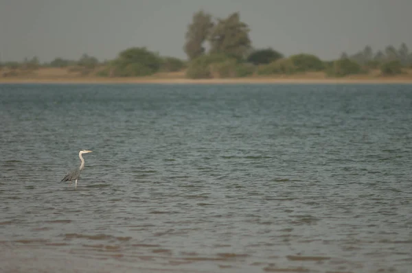 Grey heron Ardea cinerea in the Senegal River. — Stok fotoğraf