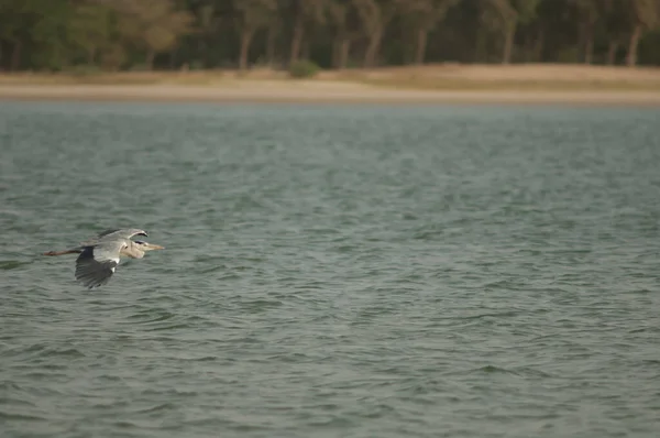 Grå hejre Ardea cinerea flyver over Senegal floden. - Stock-foto