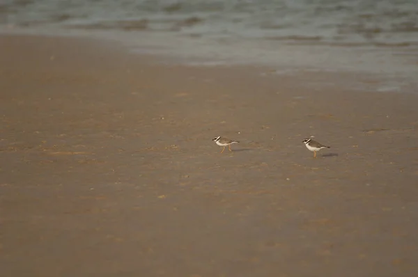Common ringed plovers in the Senegal River. — Zdjęcie stockowe