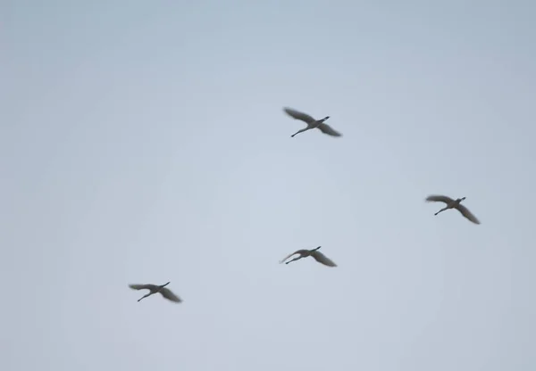 Rebanho de colheradas eurasianas Platalea leucorodia em voo. — Fotografia de Stock