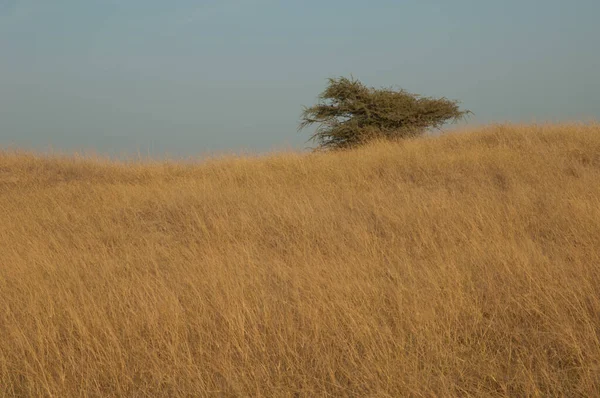 Gum acacia Senegalia senegal in a dry meadow. — Photo