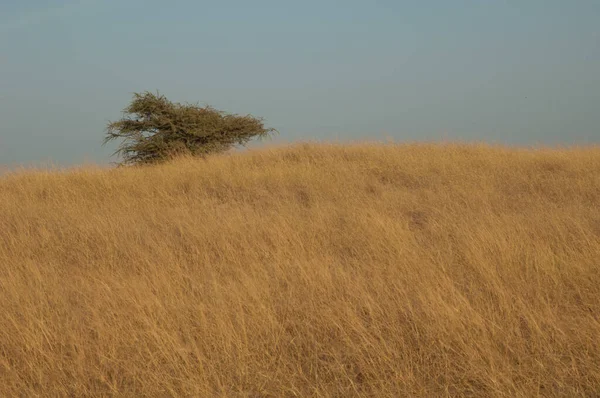 Sakız akasyası Senegalia Senegal kuru bir çayırda.