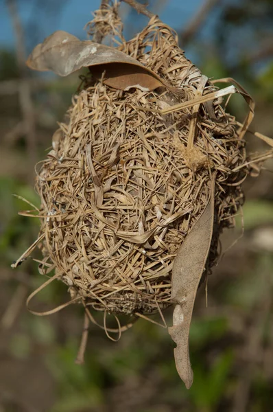 Nest of a weaver in the Langue de Barbarie National Park. — Stock Photo, Image