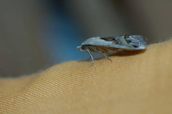 Moth in the Langue de Barbarie National Park. — ストック写真
