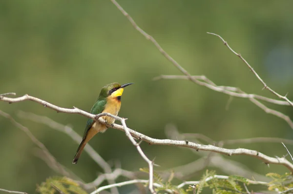 Little bee-eater Merops pusillus on a branch. — Φωτογραφία Αρχείου