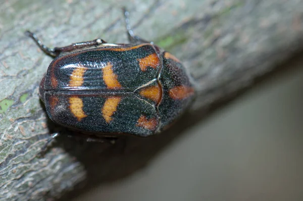 Sorghum chafer Pachnoda interrupta på en gren. - Stock-foto