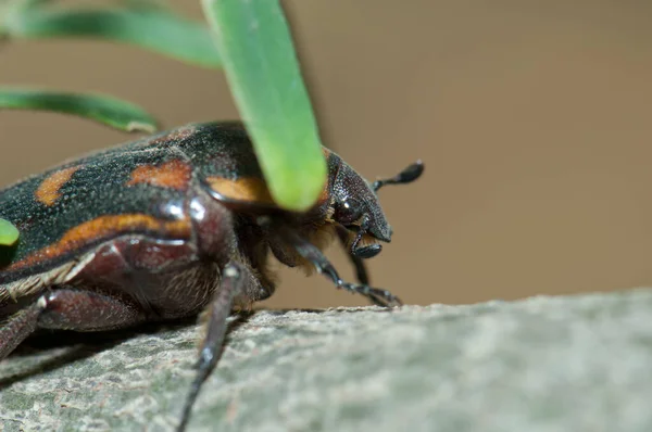 Sorghum chafer Pachnoda interrupta on a branch. — Foto de Stock