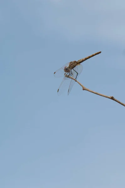 Scarlet dragonfly Crocothemis erythraea on a branch. — Stock Fotó
