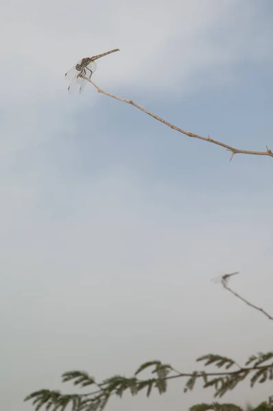 Scarlet dragonflies Crocothemis erythraea on a branch. — Stock Photo, Image