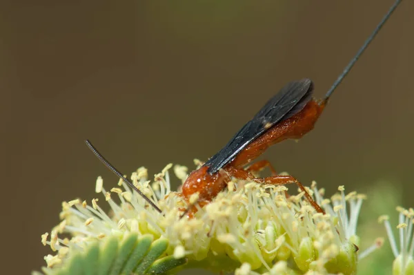 Wasp feeding on a flower of gum acacia. — Stockfoto