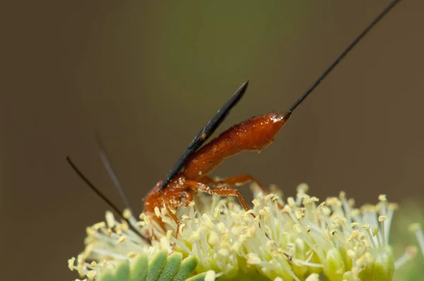 Wespen voeden zich met een bloem van acacia gom. — Stockfoto