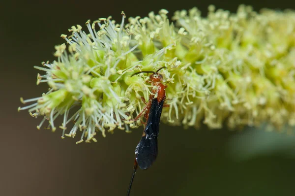 Wasp feeding on a flower of gum acacia. — Photo