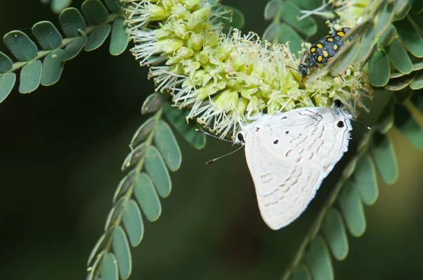 Papillon Lycaenidae et scarabée vésiculeux Hycleus sp.. — Photo