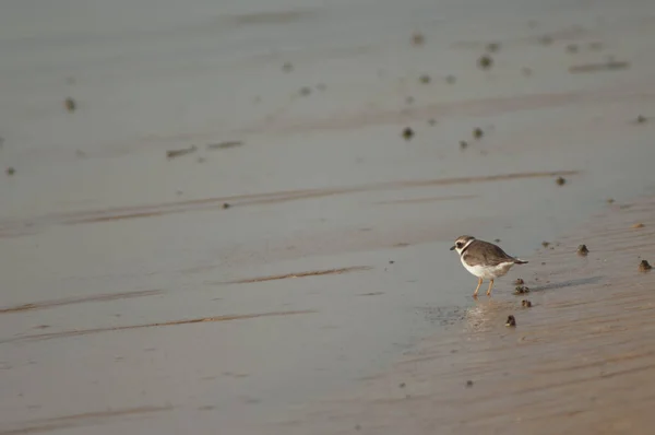 Pluvier annelé commun sur la rive du fleuve Sénégal. — Photo