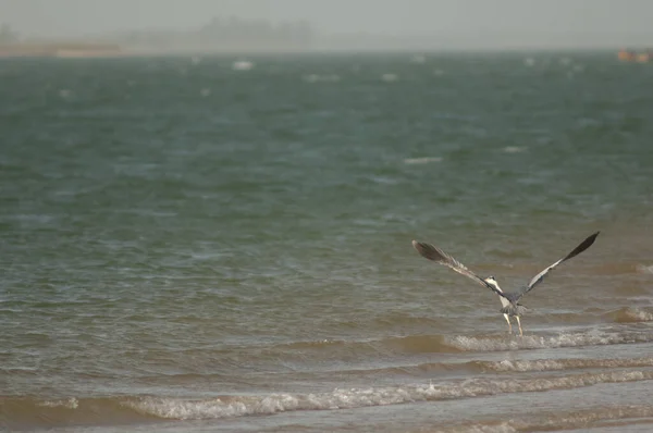 Grey Heron tar flyg i Senegal River. — Stockfoto