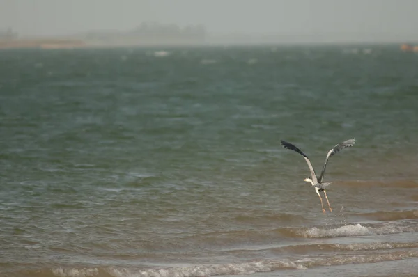 Grey heron taking flight in the Senegal River. — Stockfoto