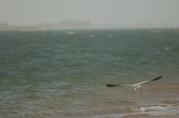 Grey heron taking flight in the Senegal River. — Stockfoto