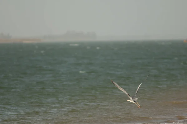 Grey heron taking flight in the Senegal River. — Φωτογραφία Αρχείου