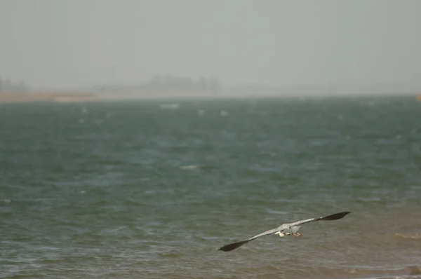 Grey heron taking flight in the Senegal River. — Stockfoto