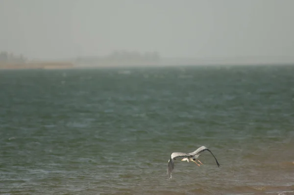 Grey heron taking flight in the Senegal River. — Stockfoto