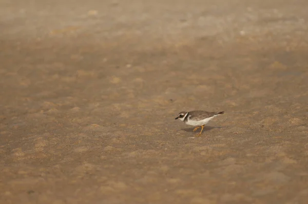 Common ringed plover Charadrius hiaticula on the sand. — 스톡 사진