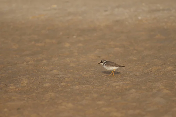 Κοινός δακτυλιωμένος αυλός Charadrius hiaticula στην άμμο. — Φωτογραφία Αρχείου