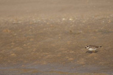 Kumda yaygın halkalı yağmurkuşu Charadrius hiaticula.