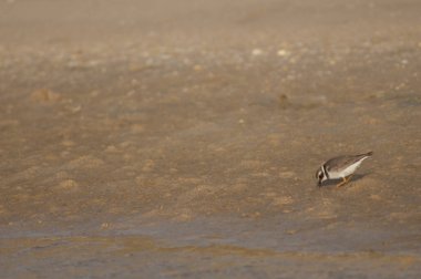 Yaygın halkalı yağmurkuşu Charadrius hiaticula yiyecek arıyor..
