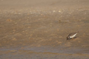 Yaygın halkalı yağmurkuşu Charadrius hiaticula yiyecek arıyor..
