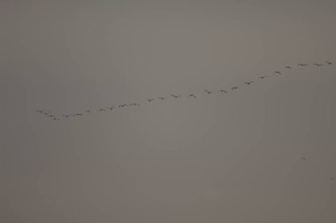 Uçuşta büyük karabatak oluşumu..