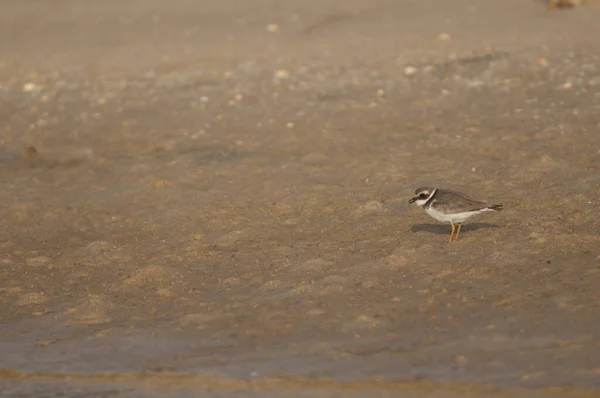 Common ringed plover Charadrius hiaticula on the sand. — стоковое фото