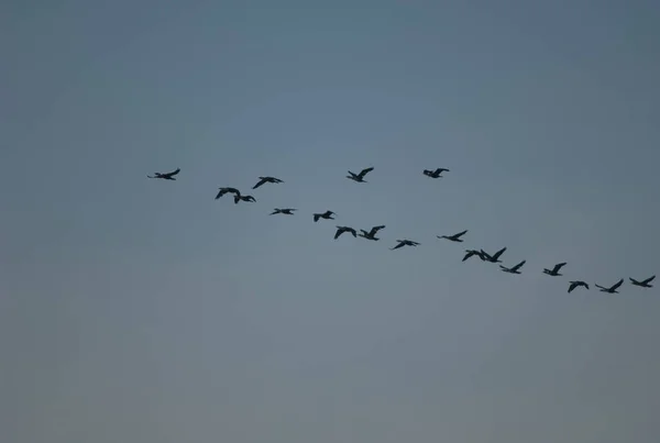 Formación de grandes cormoranes Phalacrocorax carbo en vuelo. — Foto de Stock