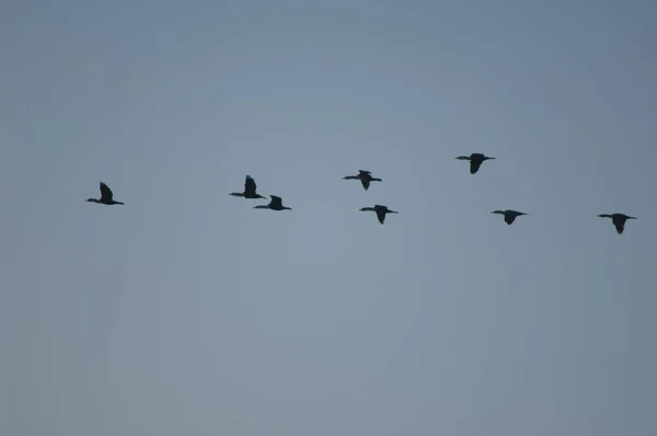 Formation of great cormorants Phalacrocorax carbo in flight. — стоковое фото