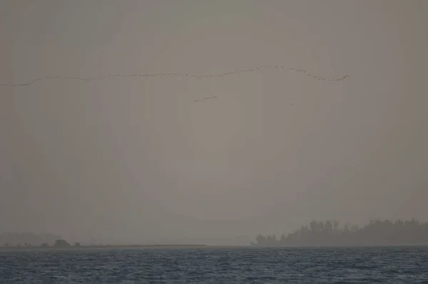 Great cormorants in flight over the Senegal River. — Photo