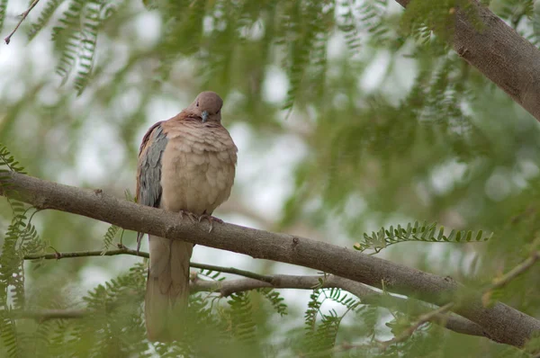 Laughing dove Spilopelia senegalensis resting on a branch. — Stock Photo, Image