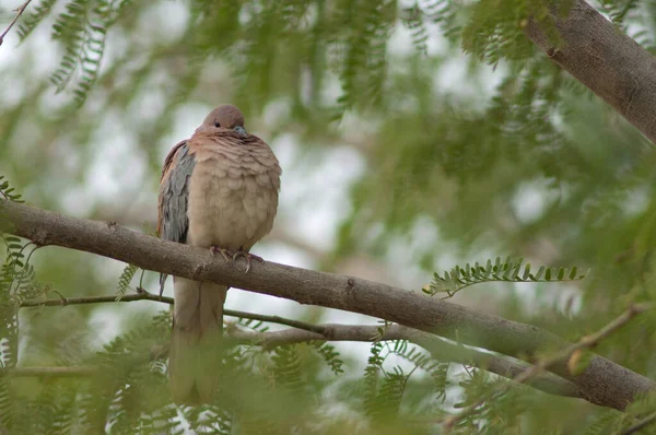 Gülen güvercin bir dalın üzerinde dinleniyor..