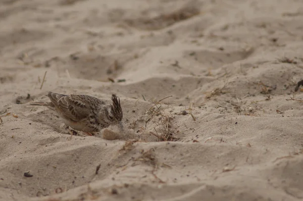 Senegal skowronek czubaty żerujący w piasku. — Zdjęcie stockowe