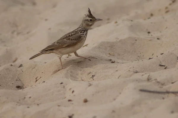 Senegalesische Haubenlerche Galerida cristata senegallensis auf dem Sand. — Stockfoto